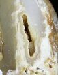 Agatized Fossil Coral Geode - Florida #22428-1